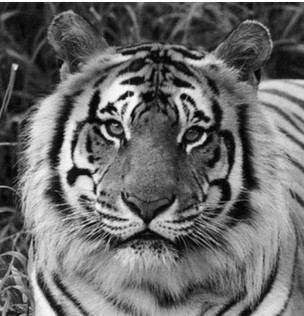 A grayscale picture of a Tiger's head.